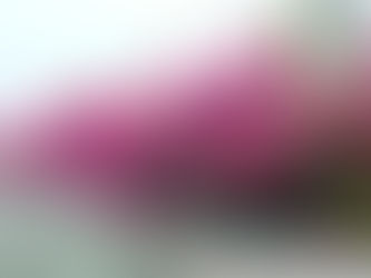 Take your Phoenix-area yard to the next level with these decorative landscape shrubs