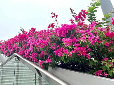 Take your Phoenix-area yard to the next level with these decorative landscape shrubs