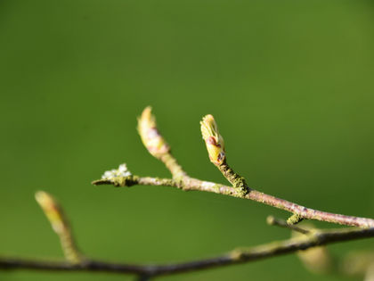 Gemmothérapie : les bourgeons à privilégier en mai