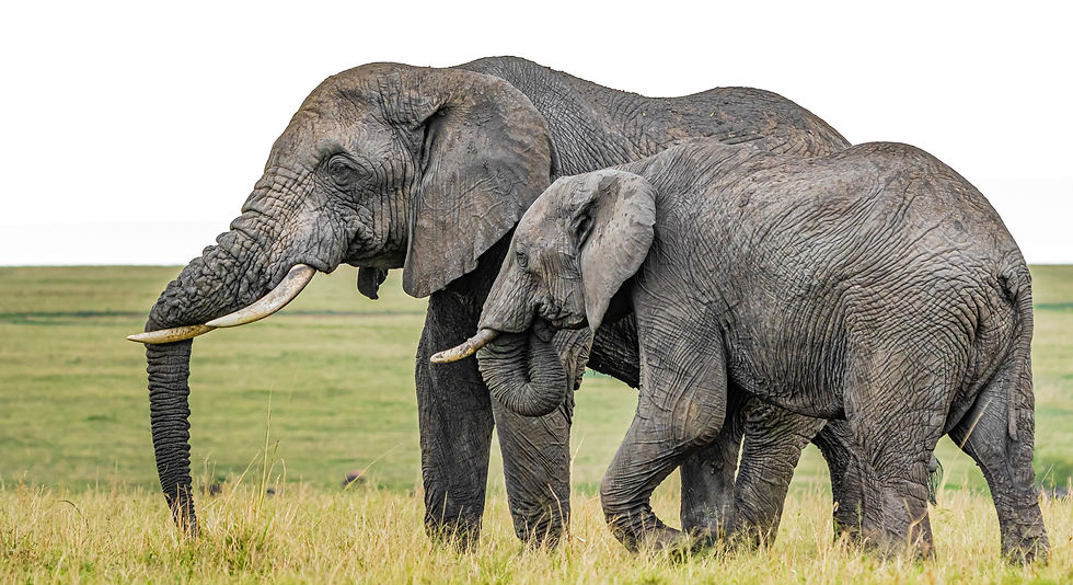 5-Day Tanzania Lodge Safari | Tarangire, Ngorongoro, Lake Manyara, Tarangire safari tour | Kanje Gra