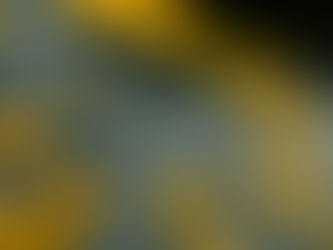 SANTOLINA CHAMAECYPARISSUS 'COTTON LAVENDER'