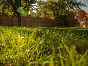 Signs Your Landscape Needs More Than Basic Maintenance
