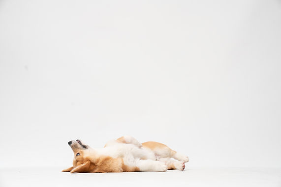 Image de fatty corgi