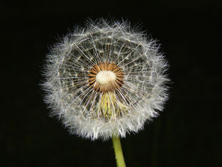 A dandelion seed head representing the concept of wishes in the article about a Letter of Wishes, what it is and why you would need one