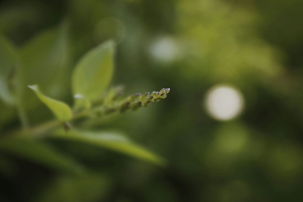 Image by Prasad Salunkhe