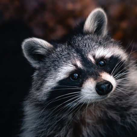 🐦🦝 Attracting Birds Without Attracting Raccoons