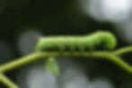 Outsmarting Garden Pests (Loganville)