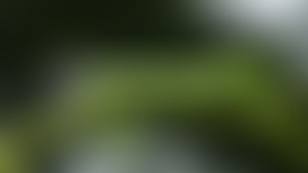 מי התיר לאדיר הקטן?