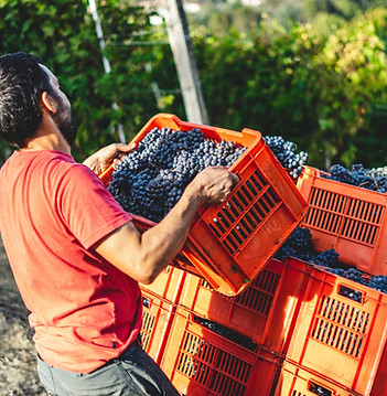 Création identité de marque pour les vignerons, artisans de goût, chef.fes étoilé.es, restaurateurs, pâtissiers, boulangers, brasseurs, cavistes