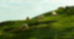 Sheep grazing on a green hillside