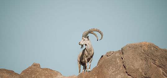Image by NEOM