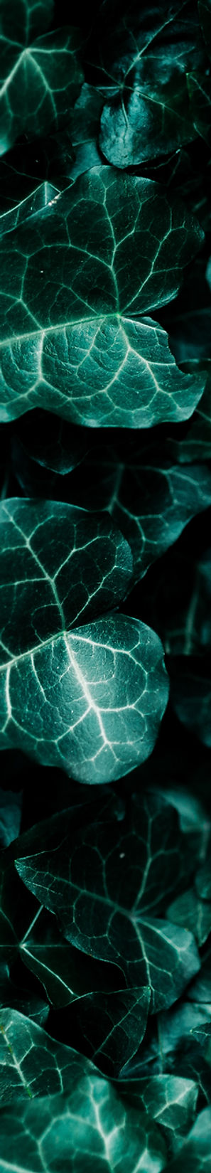 Ivy background