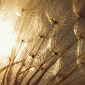 Image by Hasan Almasi