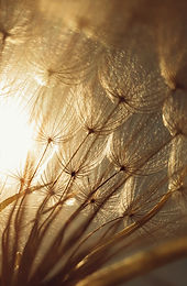 Image by Hasan Almasi