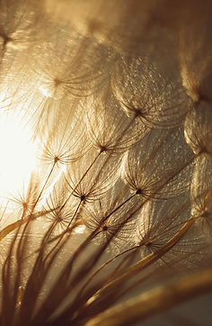 Image by Hasan Almasi