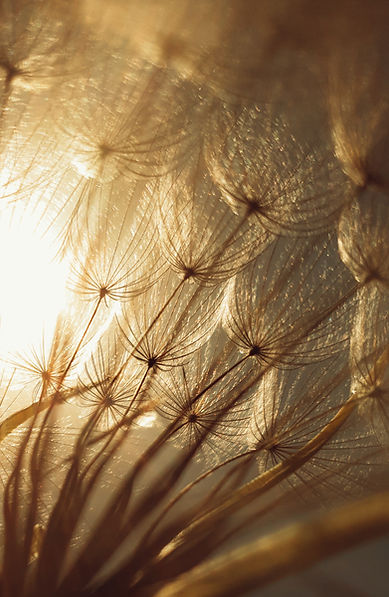 Image by Hasan Almasi