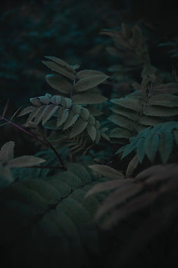Image by Prasann Tank