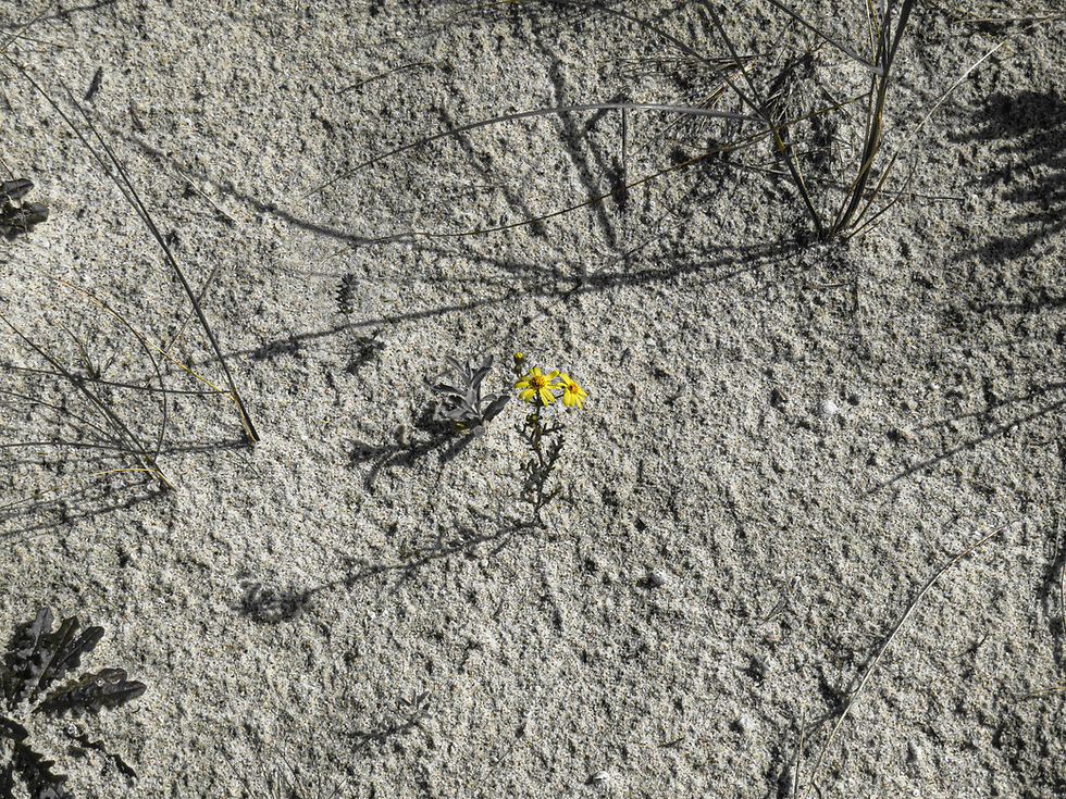 FLORECIENDO EN EL EXILIO