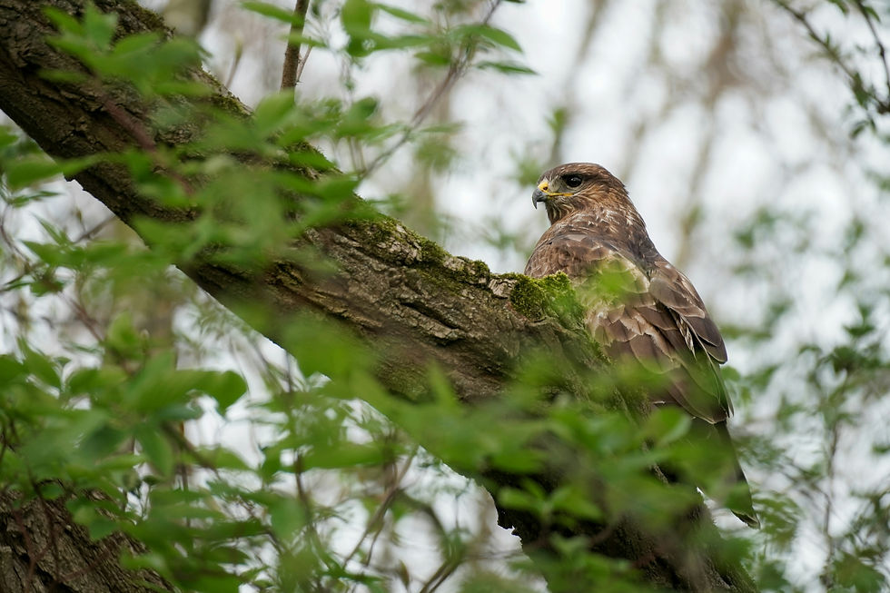 Mäusebussard