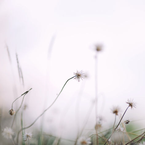 the dance of the soul and the ego