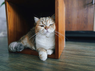 Como levar seu gato para uma nova casa: dicas para uma adaptação tranquila