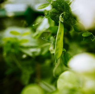 Tips for Growing Peas