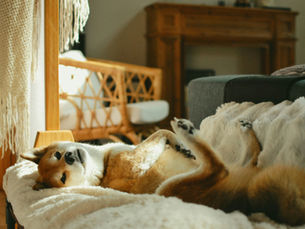 reactive dog relaxing