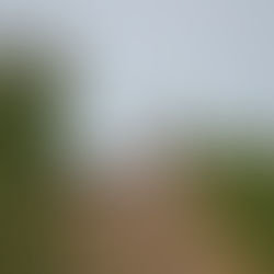 La gestión en cotos de caza de liebre y tórtola común ayudan a conservar sus poblaciones