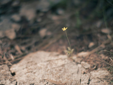 Songs of Ascent - Perseverance (Psalm 129)