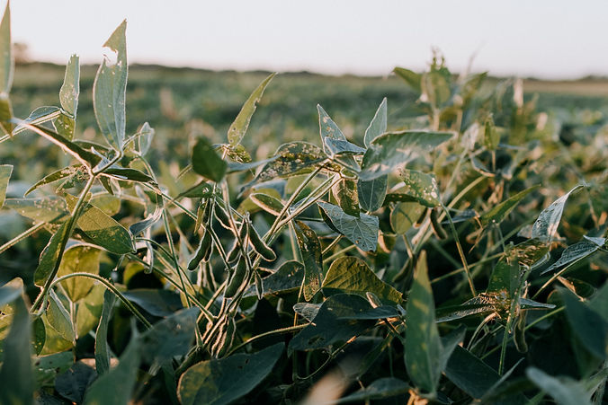 Image by Kelly Sikkema