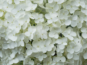When to Prune My Hydrangeas