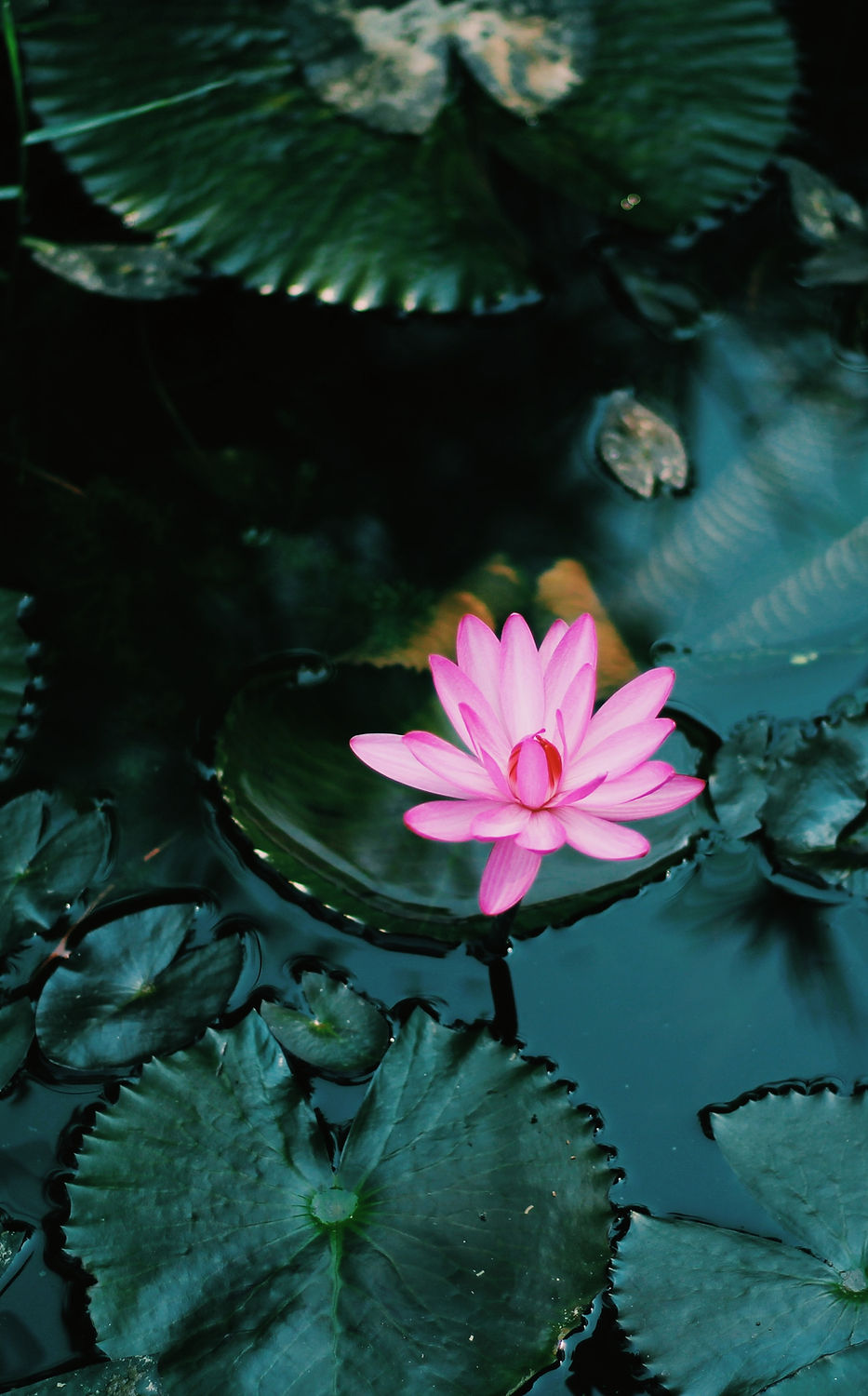 Image by Ravi Sharma