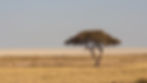 A lone tree stands in a vast, dry savanna under a clear blue sky. The landscape is flat and barren with yellow-brown grass. Calm mood.