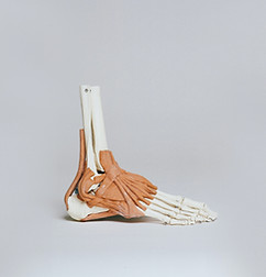 Image by Nino Liverani