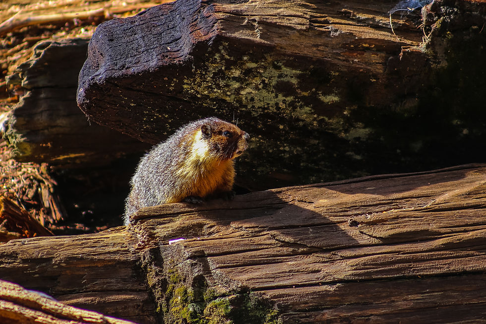 Image by Delaney Van