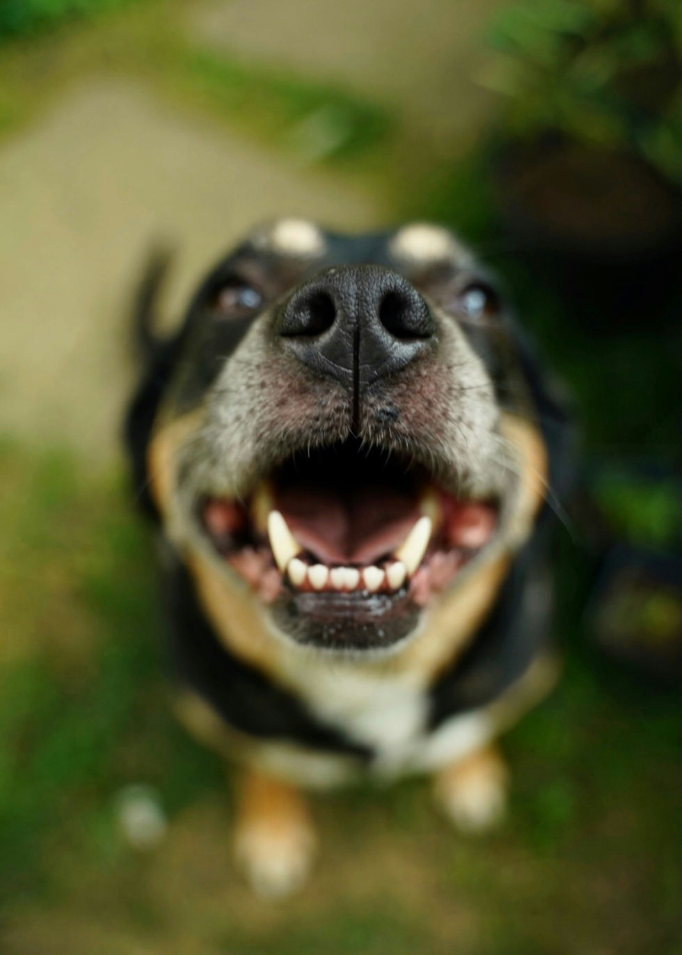 Close-up of a happy dog with mouth open, showing teeth. The background is blurred with green grass, conveying joy and excitement.
