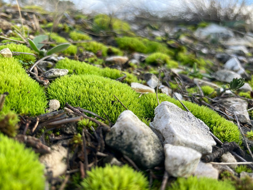 Image by Balázs
