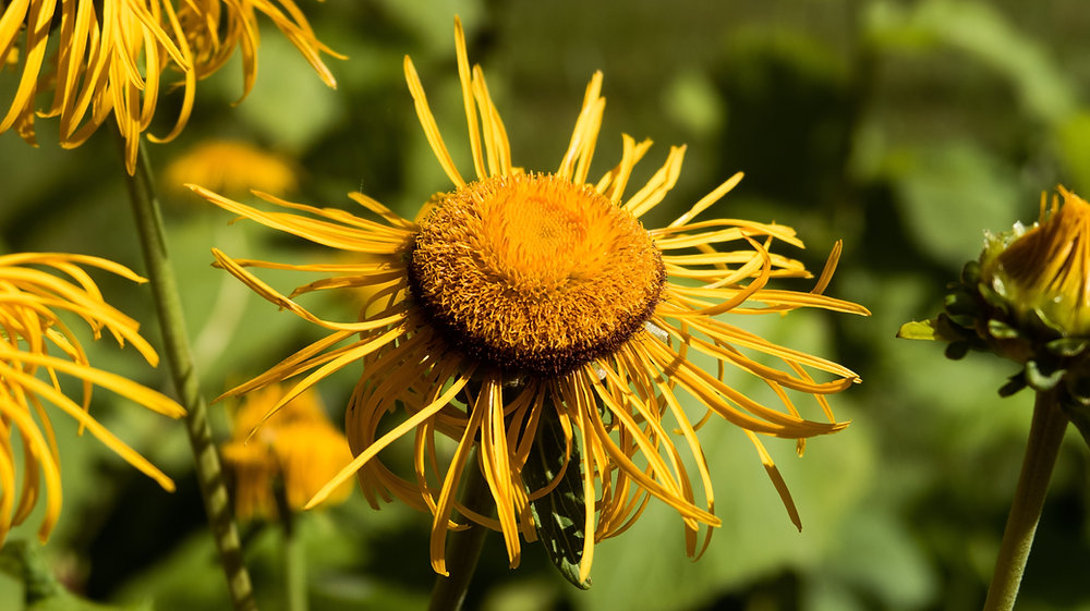 Elecampane Root Tea Exploring the Rich Heritage and Health Benefits of Elecampane Root