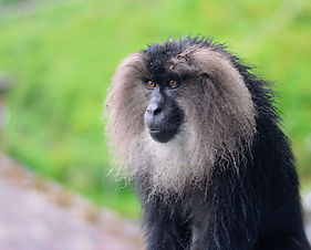 Image by Ramakrishnan Nataraj