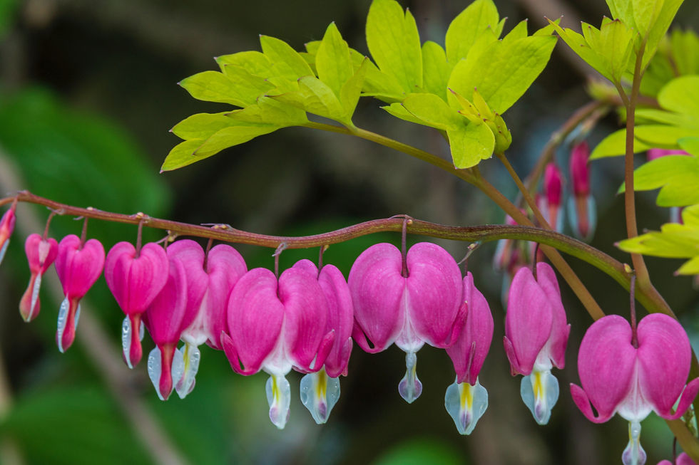 Bleeding heart flowers