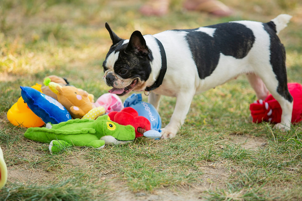 Choices are dog emotional needs