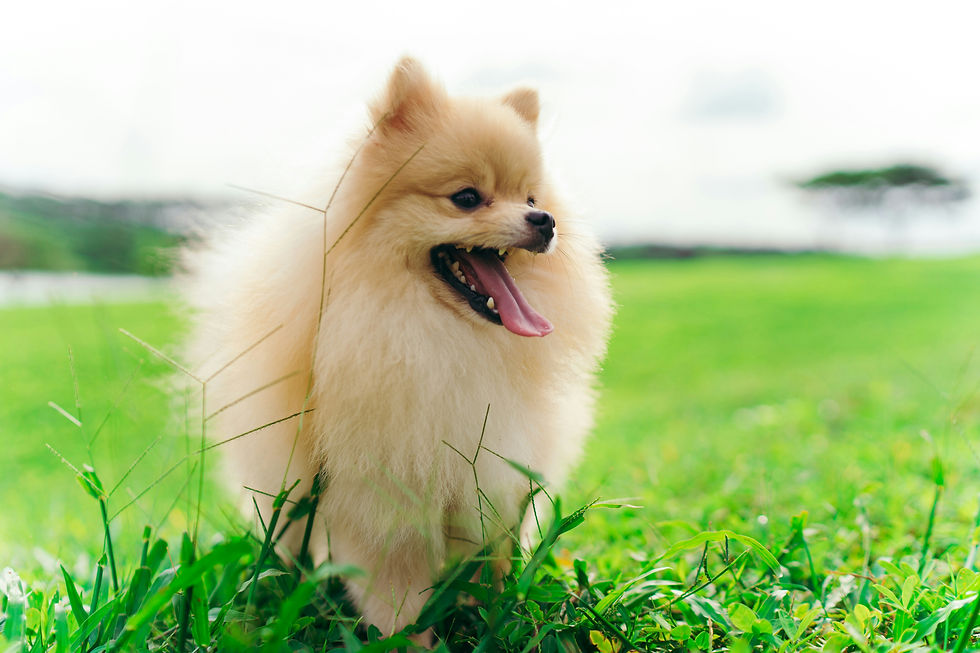 Pomeranian