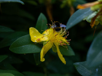 St. John's Wort