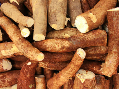 Le manioc : 10 façons différentes de le cuisiner selon les régions.
