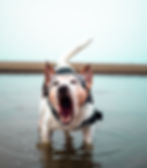 Dog barking in shallow water wearing a harness, against a pale blue background. The mood is stressed.