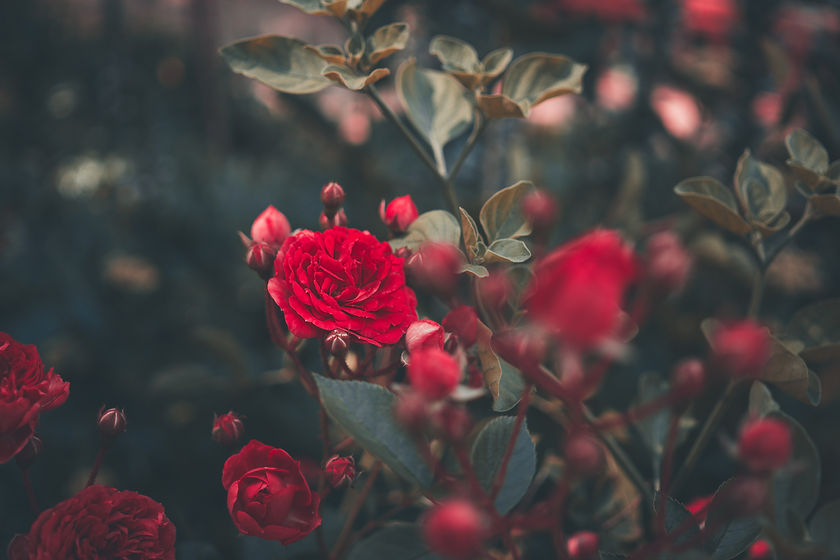Image by Ricardo Resende