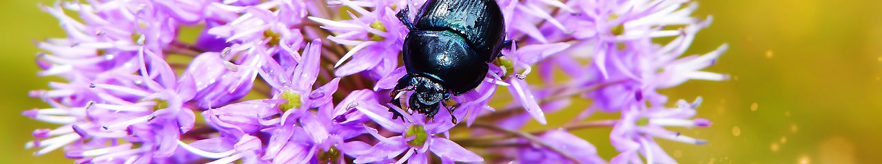 Image by Krzysztof Niewolny