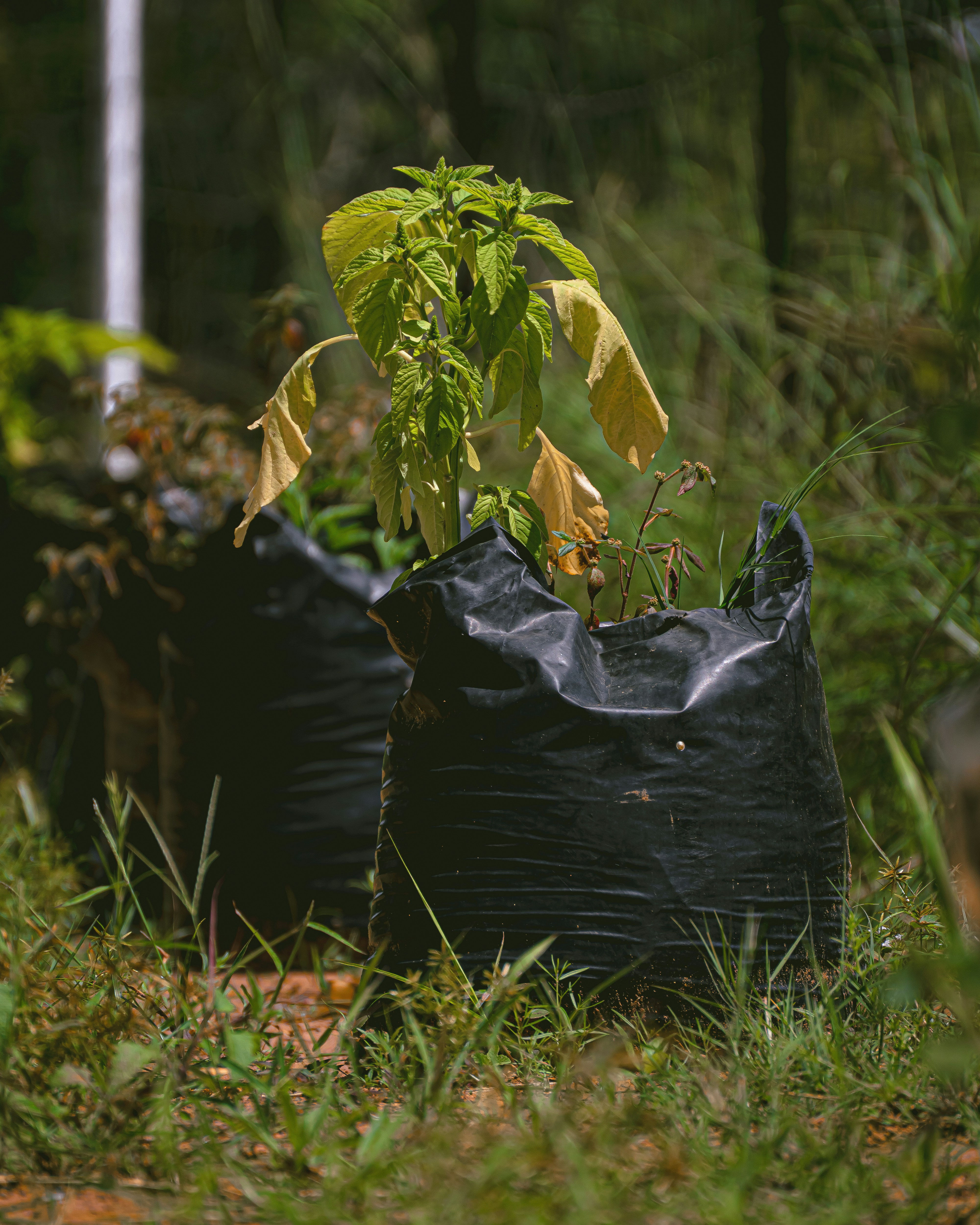 Compost Bag