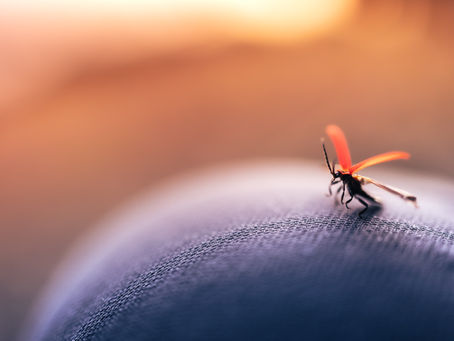 Why do Mosquitos Bite Some More than Others?