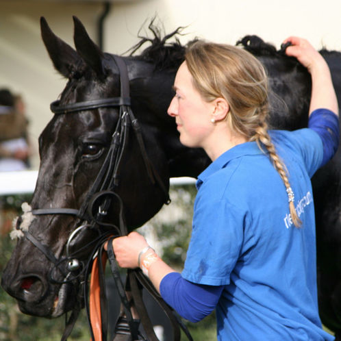 Why the Equestrian Brain is Wired for High-Level Problem Solving